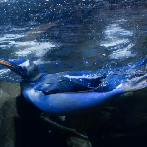 free-photo-of-gentoo-penguin-swimming-underwater-close-up